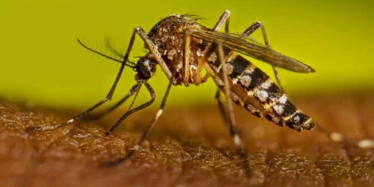 Mantiene Salud seis muertes en estudio por dengue en Tabasco durante 2026