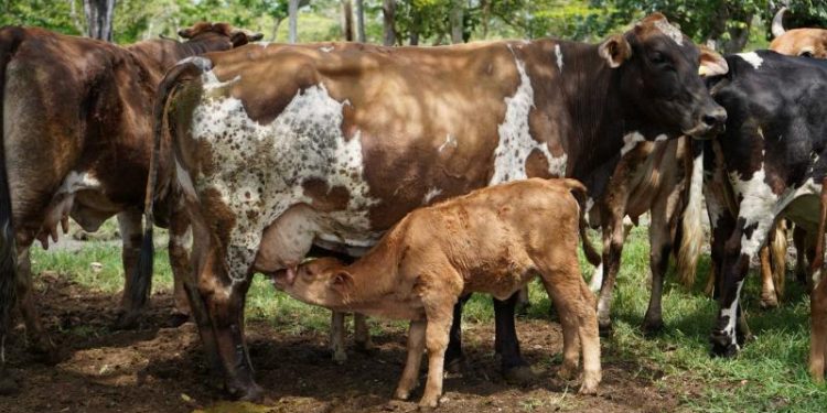 Nacen los primeros siete becerros por inseminación artificial en Yucatán