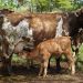 Nacen los primeros siete becerros por inseminación artificial en Yucatán