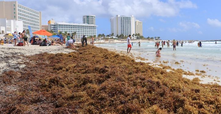 Urgen más barcazas para contener el sargazo en Playa del Carmen