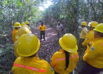 Combaten tres incendios forestales en dos municipios de Q. Roo