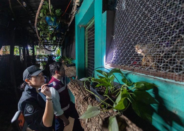 Gobierno de Estefanía Mercado, Fiscalía General y Gobierno del Estado realizan cateo en Quinta Avenida y rescatan animales exóticos
