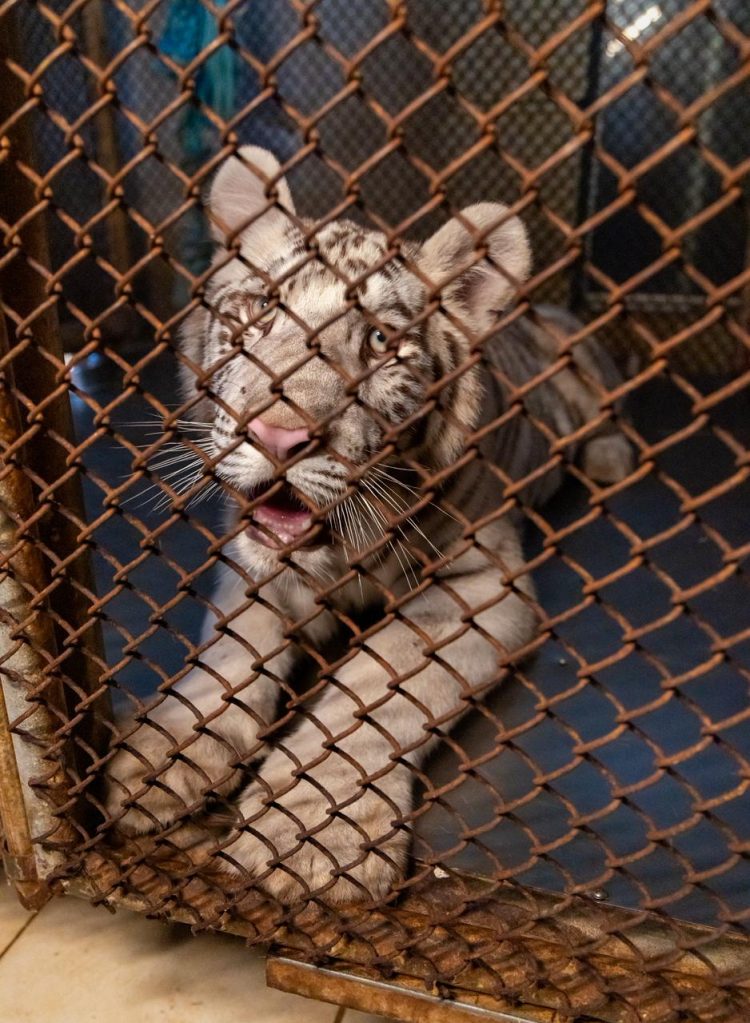 Gobierno de Estefanía Mercado, Fiscalía General y Gobierno del Estado realizan cateo en Quinta Avenida y rescatan animales exóticos