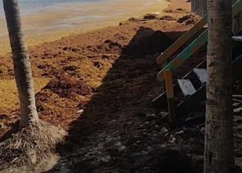 Sargazo invade Playa del Carmen y obliga a reforzar brigadas y recursos ante el impacto en zonas turísticas como Playacar