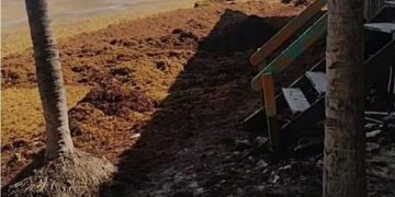 Sargazo invade Playa del Carmen y obliga a reforzar brigadas y recursos ante el impacto en zonas turísticas como Playacar
