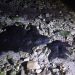 Detectan manchas de hidrocarburo cerca de zona tortuguera en Campeche