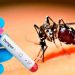 Tabasco lidera incidencia nacional de dengue con 312 casos en lo que va del año