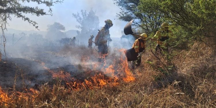 Incendios forestales dejan miles de hectáreas afectadas en Oaxaca durante 2026
