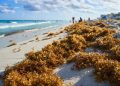 Cancún supera las 8 mil toneladas de sargazo en lo que va del año