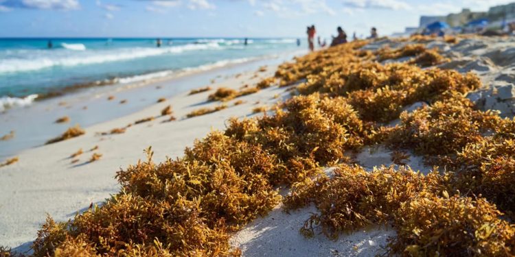 Cancún supera las 8 mil toneladas de sargazo en lo que va del año