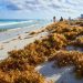 Cancún supera las 8 mil toneladas de sargazo en lo que va del año
