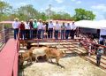 San Felipe fortalece su actividad pecuaria y recibe apoyo ante la sequía
