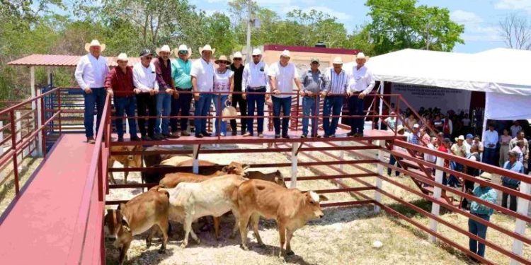 San Felipe fortalece su actividad pecuaria y recibe apoyo ante la sequía