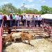 San Felipe fortalece su actividad pecuaria y recibe apoyo ante la sequía