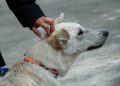 Maltrato bajo la lluvia: Fiscalía va tras dueños que abandonaron a su perro en plena tormenta