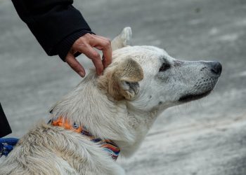 Maltrato bajo la lluvia: Fiscalía va tras dueños que abandonaron a su perro en plena tormenta