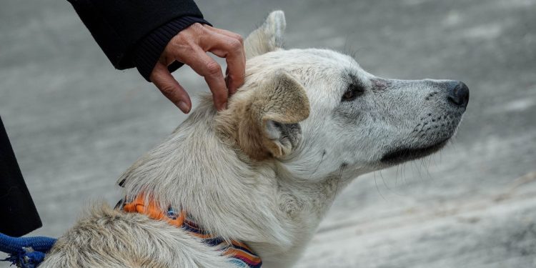 Maltrato bajo la lluvia: Fiscalía va tras dueños que abandonaron a su perro en plena tormenta