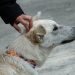 Maltrato bajo la lluvia: Fiscalía va tras dueños que abandonaron a su perro en plena tormenta