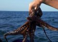 Pesca ilegal golpea producción del pulpo maya en Campeche