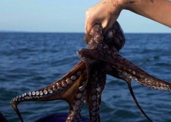 Pesca ilegal golpea producción del pulpo maya en Campeche