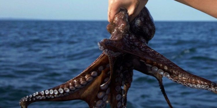 Pesca ilegal golpea producción del pulpo maya en Campeche