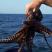 Pesca ilegal golpea producción del pulpo maya en Campeche