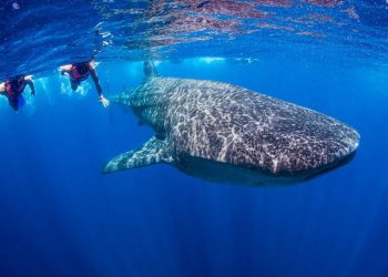 Quintana Roo alista temporada 2026 del tiburón ballena con controles más estrictos