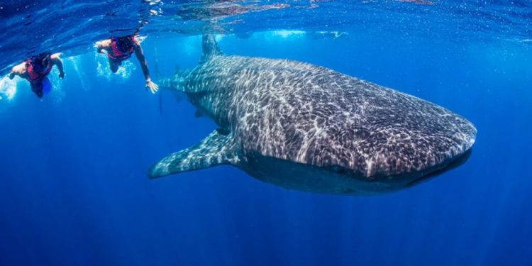 Quintana Roo alista temporada 2026 del tiburón ballena con controles más estrictos