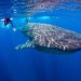 Quintana Roo alista temporada 2026 del tiburón ballena con controles más estrictos
