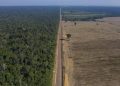 Brasil alcanza mínimos históricos en deforestación de la Mata Atlántica