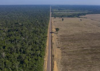 Brasil alcanza mínimos históricos en deforestación de la Mata Atlántica