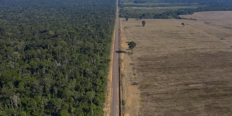 Brasil alcanza mínimos históricos en deforestación de la Mata Atlántica