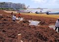 Semar recolecta 28 mil toneladas de sargazo en el Caribe mexicano; prevén incremento en 2026