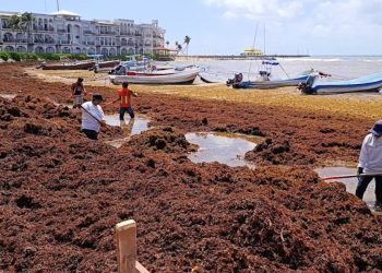 Semar recolecta 28 mil toneladas de sargazo en el Caribe mexicano; prevén incremento en 2026
