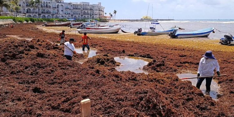 Semar recolecta 28 mil toneladas de sargazo en el Caribe mexicano; prevén incremento en 2026