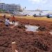Semar recolecta 28 mil toneladas de sargazo en el Caribe mexicano; prevén incremento en 2026
