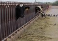Programa ganadero en Campeche fortalece producción y tecnificación del sector