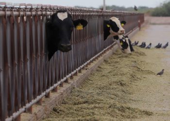 Programa ganadero en Campeche fortalece producción y tecnificación del sector