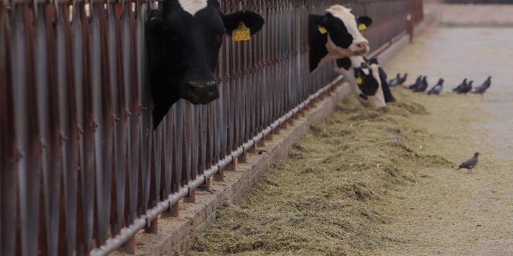 Programa ganadero en Campeche fortalece producción y tecnificación del sector