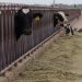Programa ganadero en Campeche fortalece producción y tecnificación del sector