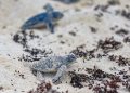 Aumenta arribo de tortugas marinas en playas de Xpu-Há