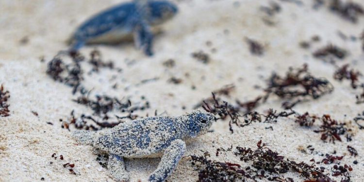 Aumenta arribo de tortugas marinas en playas de Xpu-Há