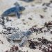 Aumenta arribo de tortugas marinas en playas de Xpu-Há