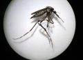 Llaman a identificar al mosquito transmisor y eliminar criaderos para prevenir dengue, zika y chikungunya