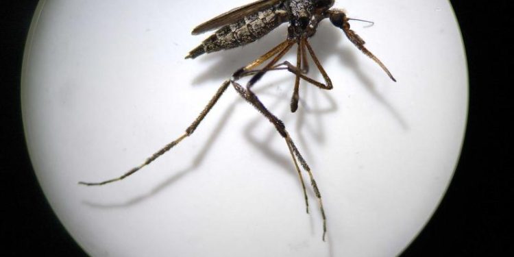 Llaman a identificar al mosquito transmisor y eliminar criaderos para prevenir dengue, zika y chikungunya