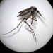 Llaman a identificar al mosquito transmisor y eliminar criaderos para prevenir dengue, zika y chikungunya