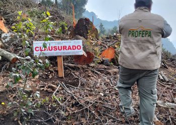 Profepa y RAN congelarán derechos agrarios para frenar la deforestación clandestina en Quintana Roo