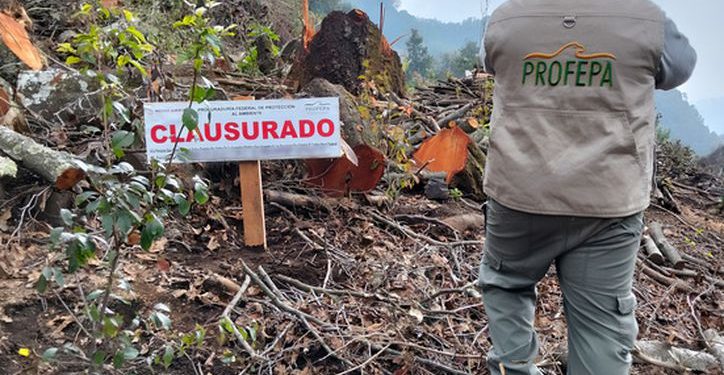 Profepa y RAN congelarán derechos agrarios para frenar la deforestación clandestina en Quintana Roo