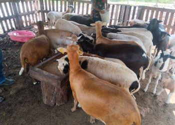 Gobierno de Solidaridad fortalece el sector pecuario con el programa “Médico Veterinario en tu Rancho”