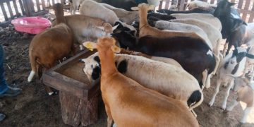 Gobierno de Solidaridad fortalece el sector pecuario con el programa “Médico Veterinario en tu Rancho”